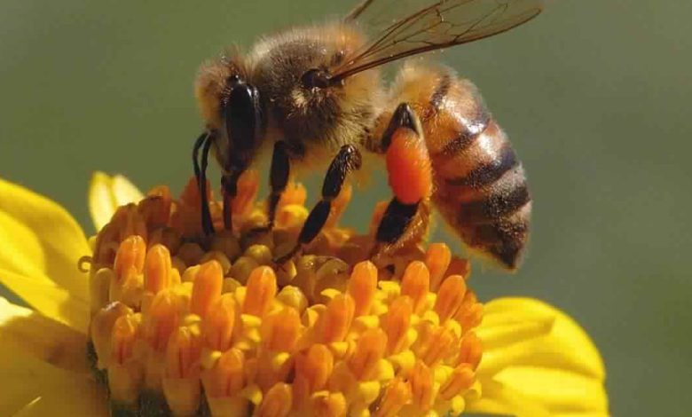 تفسير النحل في المنام