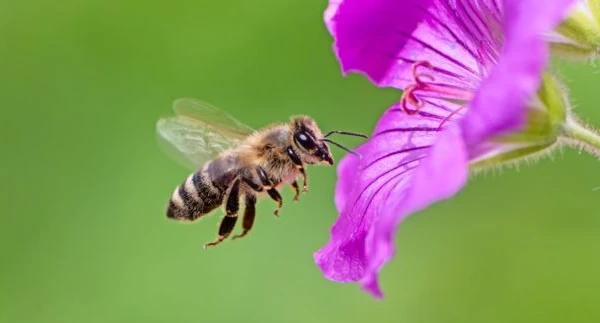 تفسير النحل في المنام