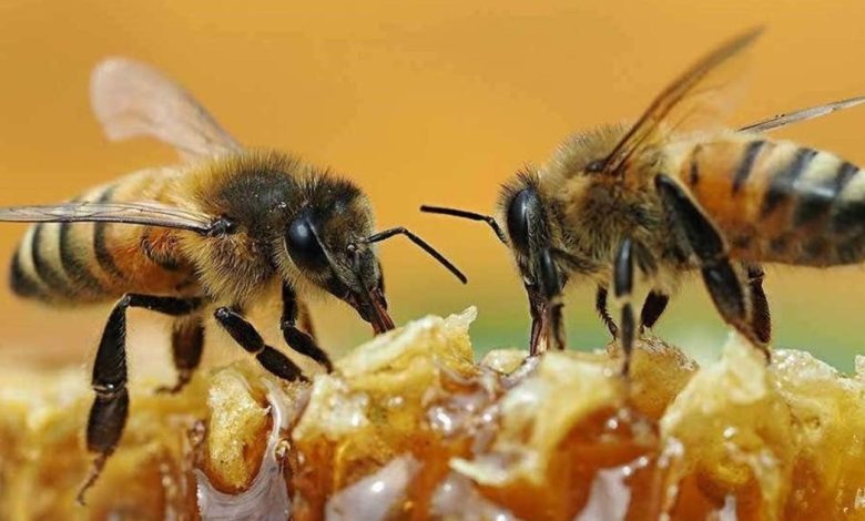 النحل في المنام