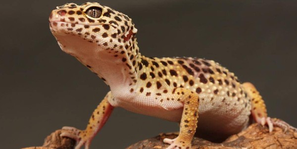 تفسير حلم الوزغ