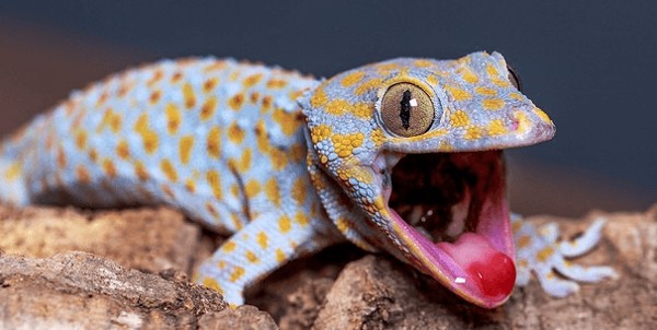 تفسير حلم الوزغ