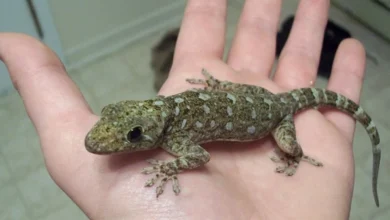 تفسير حلم الوزغ