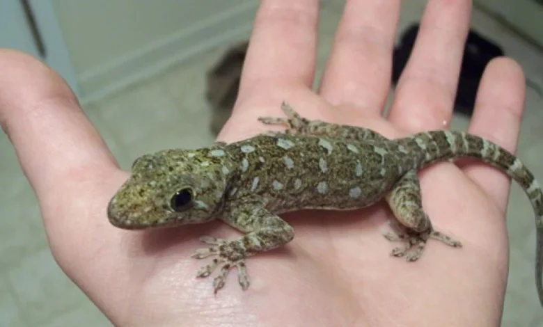 تفسير حلم الوزغ