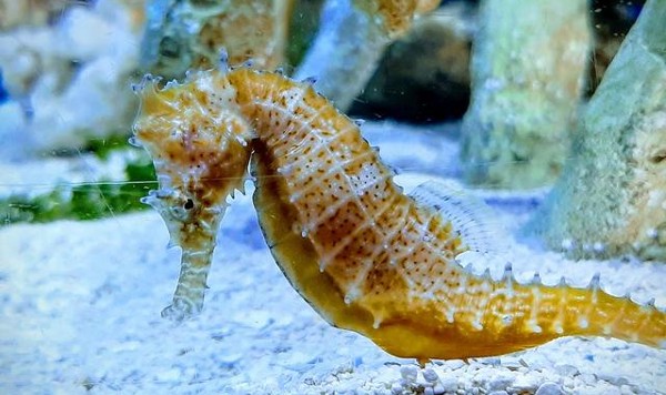 السياحة في سان دييغو بيرش اكواريوم سان دييغو