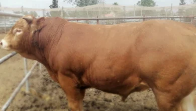 تفسير العجل في المنام للعزباء