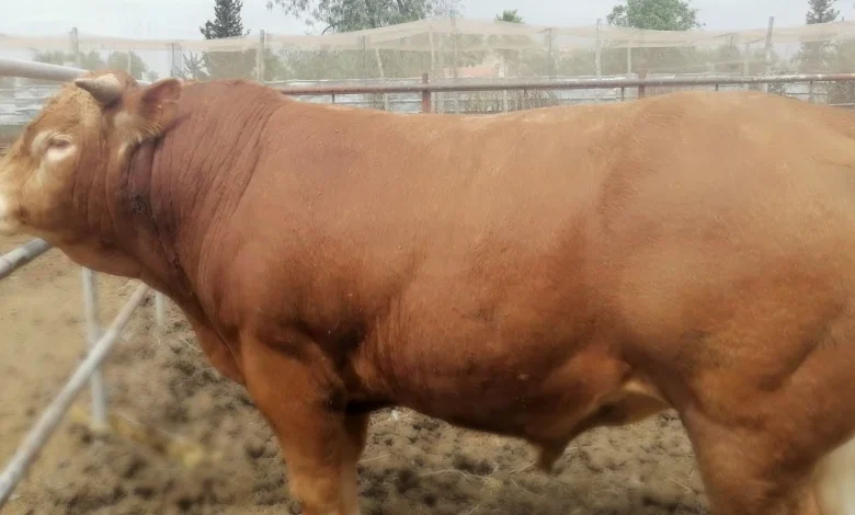 تفسير العجل في المنام للعزباء