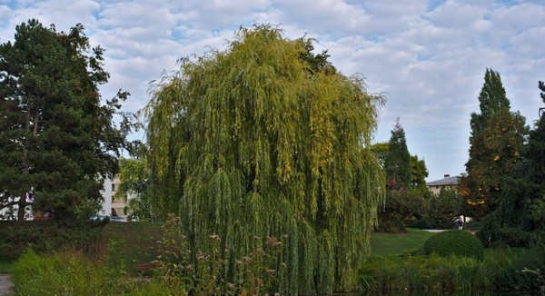 حديقة إيتوال