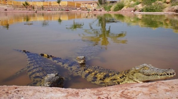 حديقة التماسيح