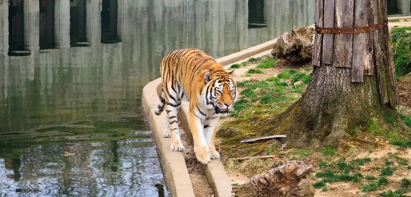 السياحة في واشنطن حديقة الحيوان الوطنية