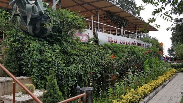 حديقة الشاي