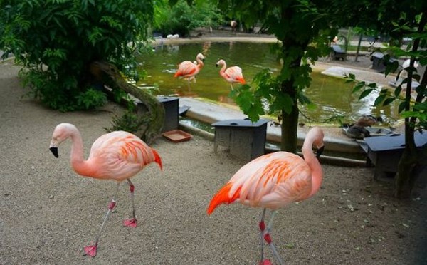 حديقة اورانجر