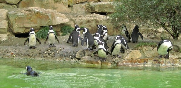 حديقة حيوانات برونكس