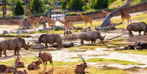 السياحة في سان دييغو حديقة سان دييغو للحيوانات البرية