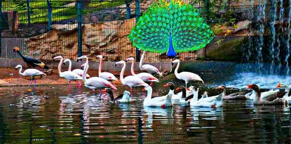 حديقة وادي الطيور