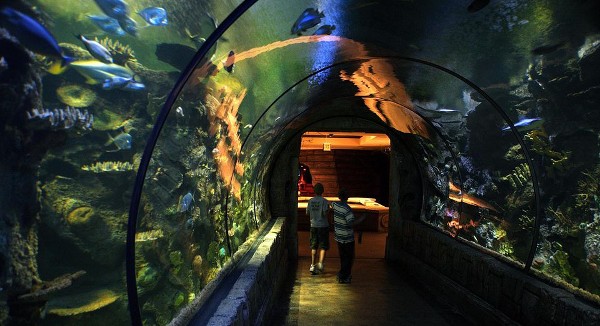 حوض أسماك القرش