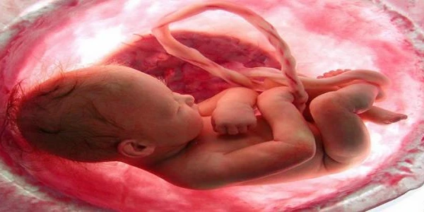 ما الغاية من خلق الإنسان