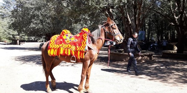 غابة سيدر غورو