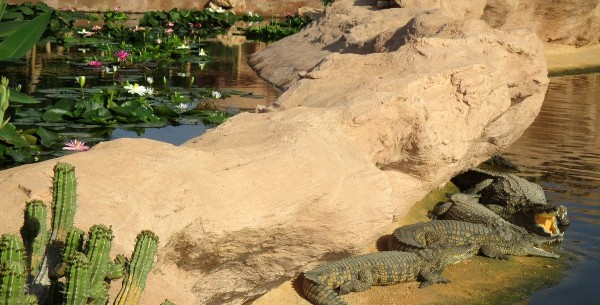 كوروكو بارك