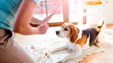 الكلاب في المنام