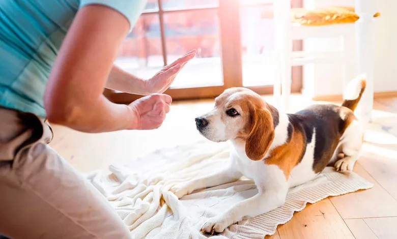 الكلاب في المنام