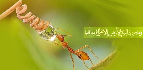 كيفية جلب الرزق