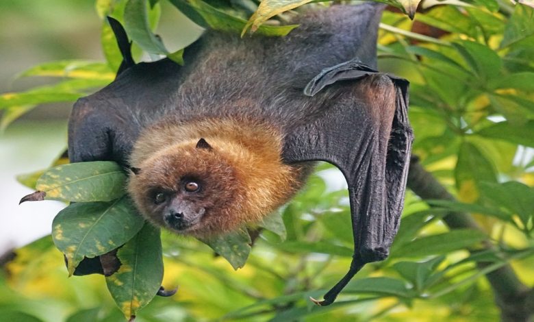 معلومات عن الخفافيش