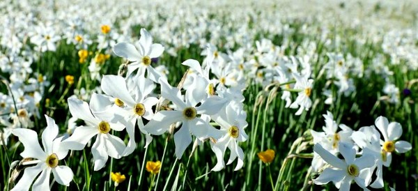 وادي النرجس (Narcissus Valley