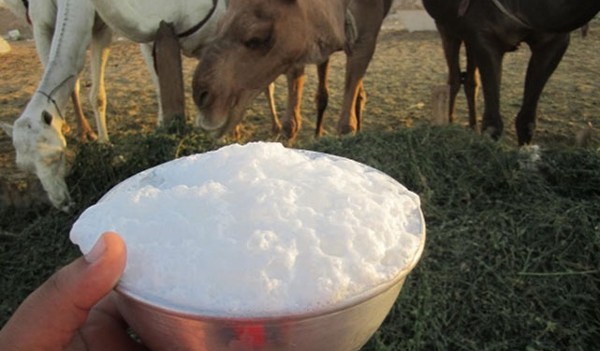 فوائد لبن الإبل