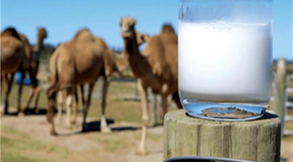 فوائد لبن الإبل