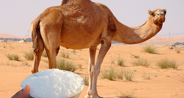 فوائد لبن الإبل