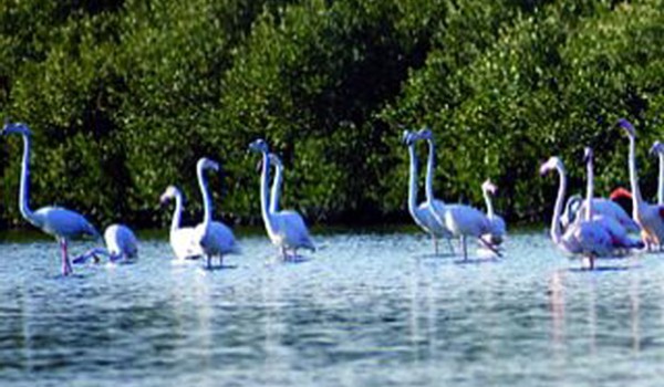 السياحة في عجمان