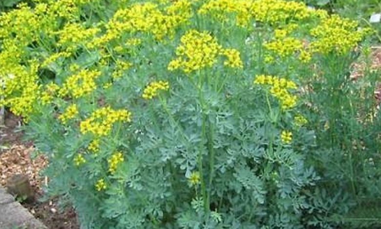 عشبة الشذاب