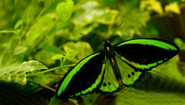 أرض الفراشات جنتنج