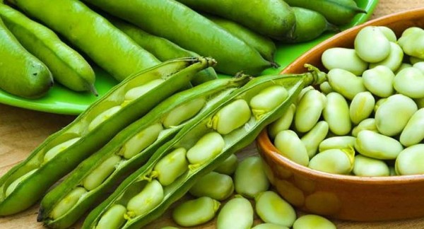 أضرار الفول الأخضر