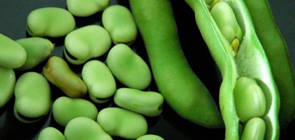 أضرار الفول الأخضر