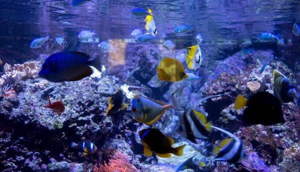 أكواريوم سيفيكو دي ميلان