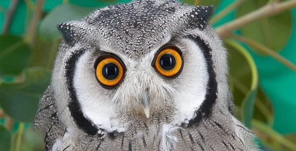 البومة في المنام