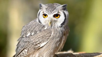 البومة في المنام