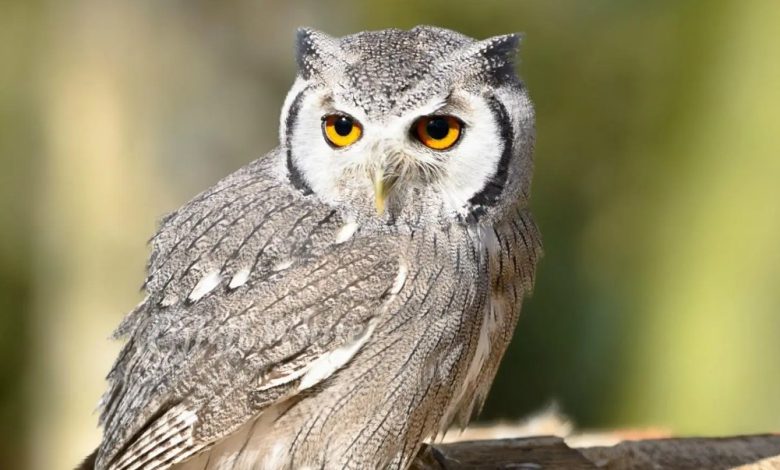 البومة في المنام