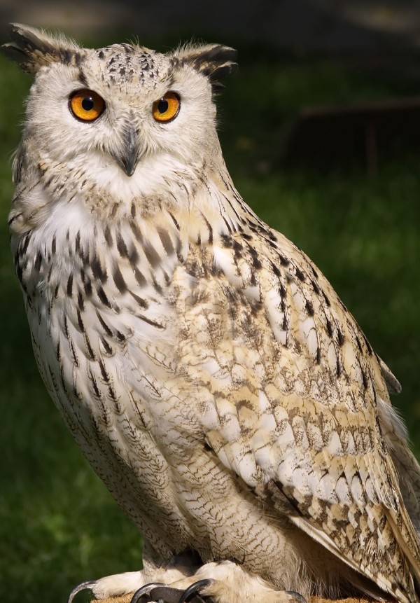 البومة في المنام