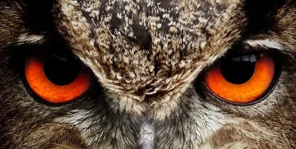 البومة في المنام