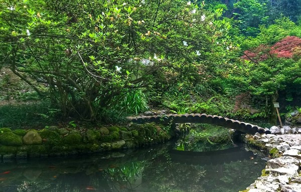 الحديقة النباتية في باتومي