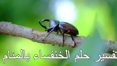 الخنفساء في المنام