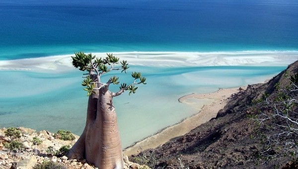 الرؤوس البحرية