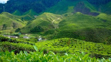 السياحة في كاميرون هايلاند