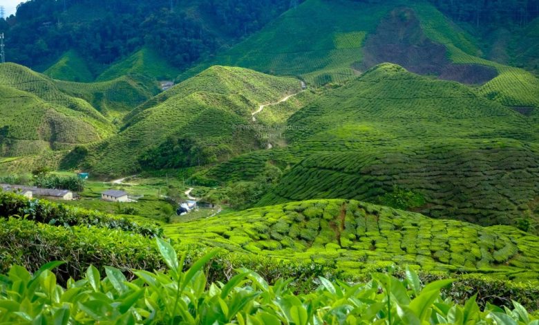 السياحة في كاميرون هايلاند