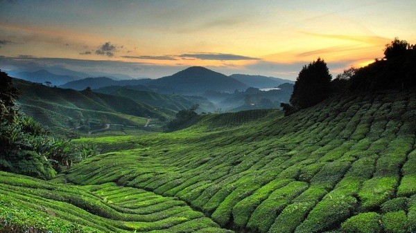 السياحة في كاميرون هايلاند