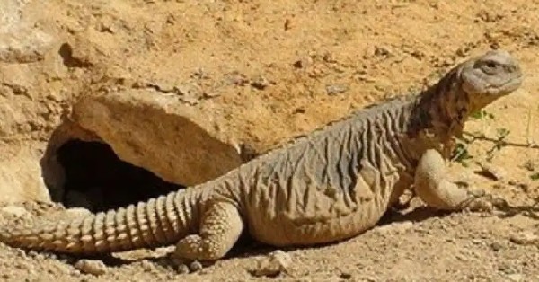 تفسير رؤية الضب في المنام