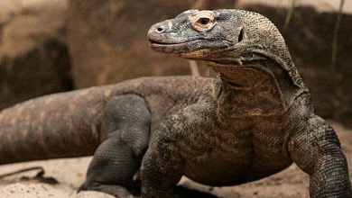 تفسير رؤية الضب بالمنام