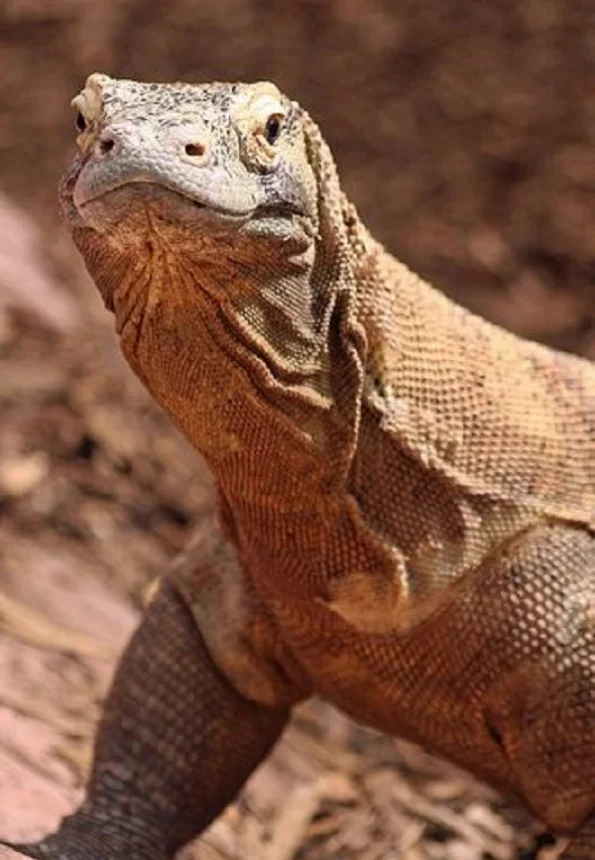 تفسير رؤية الضب في المنام